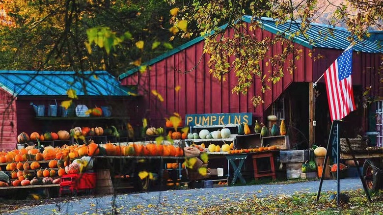 Savitzky Farm with pumpkins in Colchester