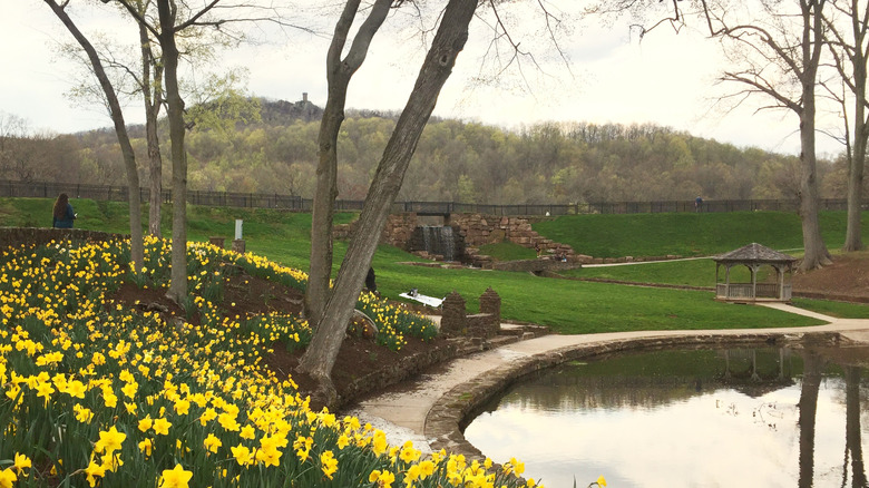 Hubbard Park in april full of daffodils