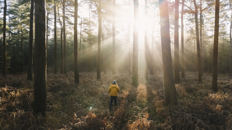 The old-growth forest of Cathedral Pines in Cornwall, Connecticut