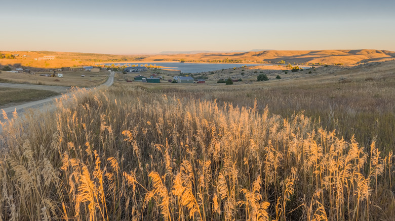 View toward Cooney State Park with tall grasses in the foreground
