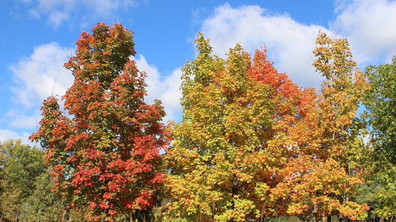 A woodland in Illinois