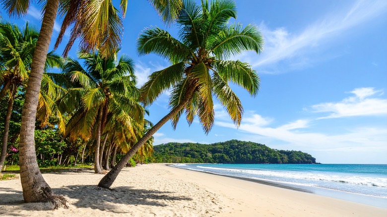 Palm trees lean over white sand beach in Costa Rica