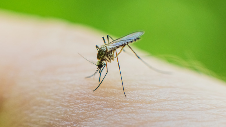 Mosquito on someone's skin