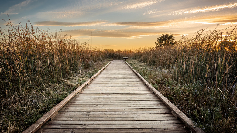 A boardwalk trail in the Cosumnes River Preserve
