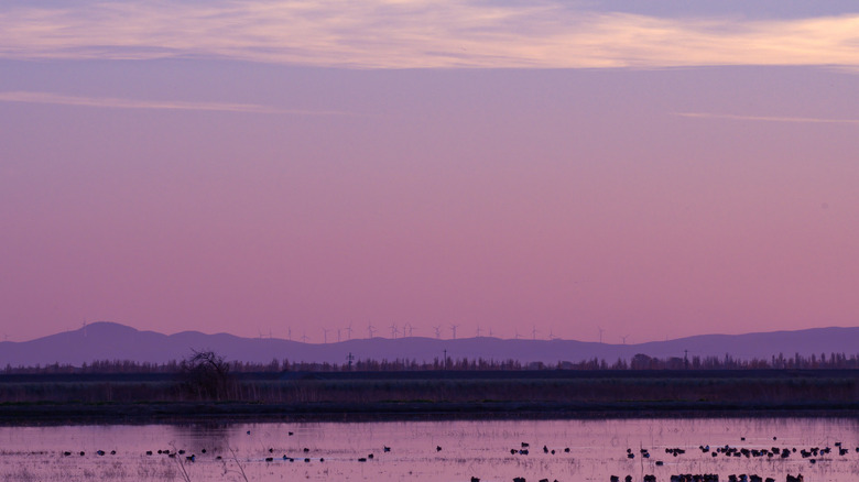 waterfowl at Cosumnes River Preserve at sunset