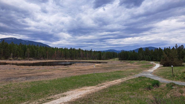 Open path with trees behind it, at Cranbrook Community Forest