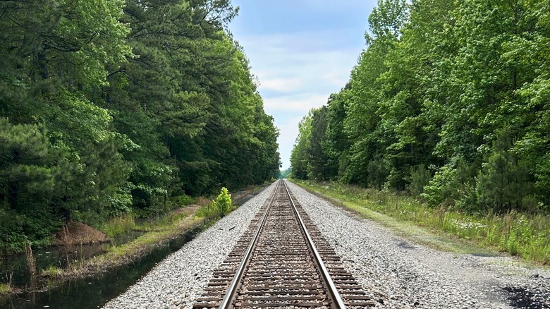 Railroad tracks flanked by trees on either side in Crawfords State Forest of Virginia