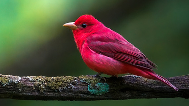 Close-up of a summer tanager, a bird with vibrant red feathers