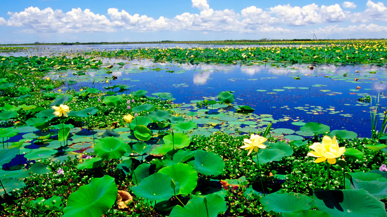 Water lilies along Creole Nature Trail in Louisiana