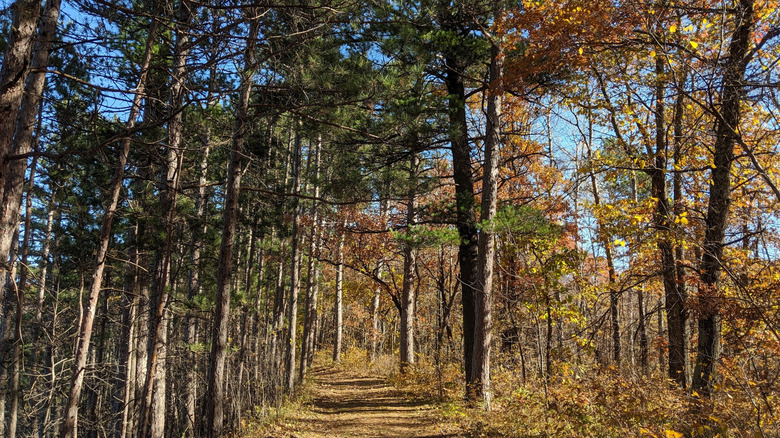 A dirt trail through the woods in the fall at Crow Wing State Park