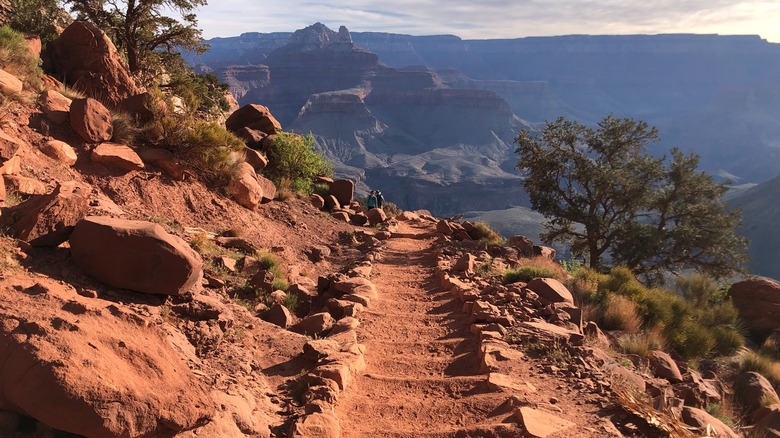 Steps on the South Kaibab Trail in the Grand Canyon surrounded by trees and shrubs