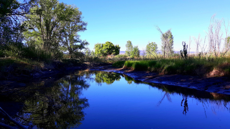 Trees lining the shore of Becker Lake