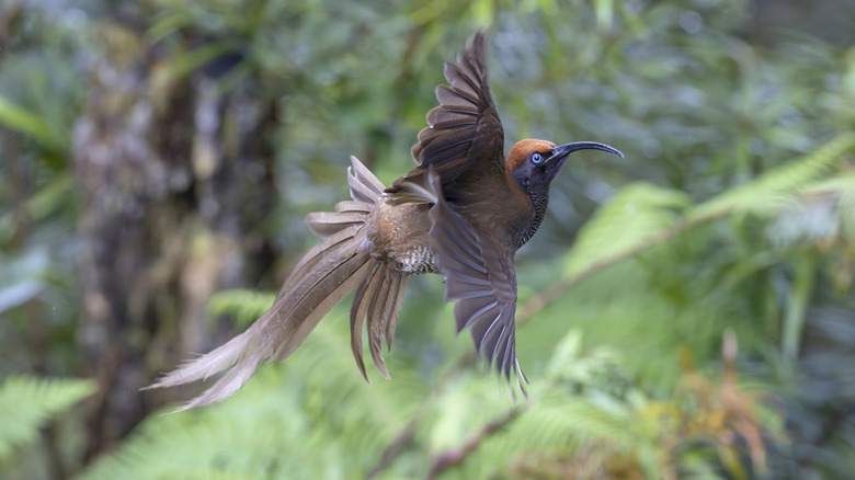 A bird in the Western Highlands of Papua New Guinea