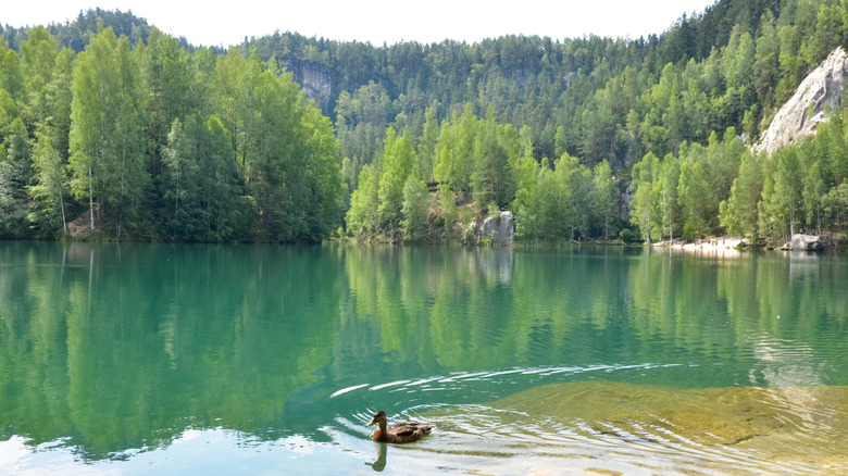 Duck swimming in lake surrounded by pines and rock formations