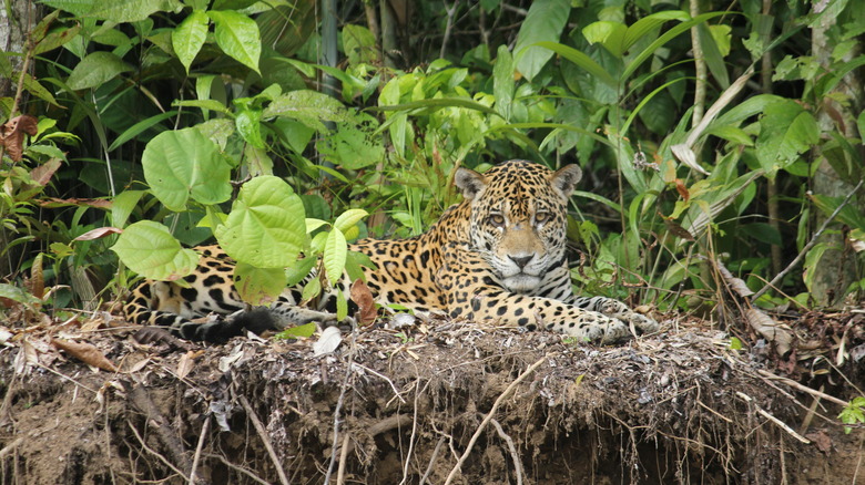 Jaguar in Amazon Rainforest