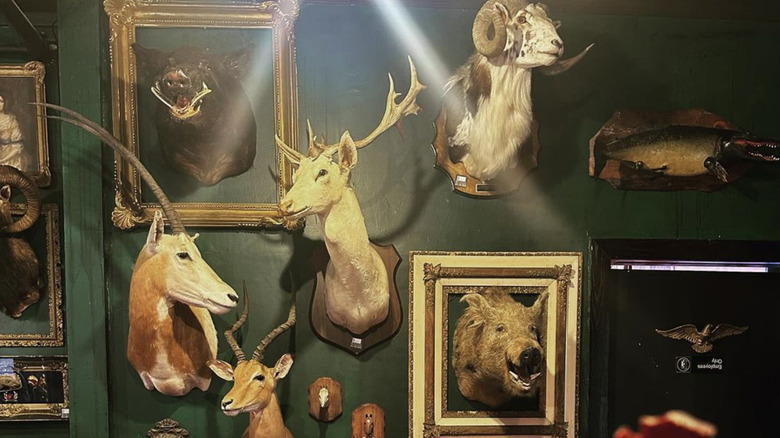 Taxidermy animals on a green wall at Dysfunctional Grace