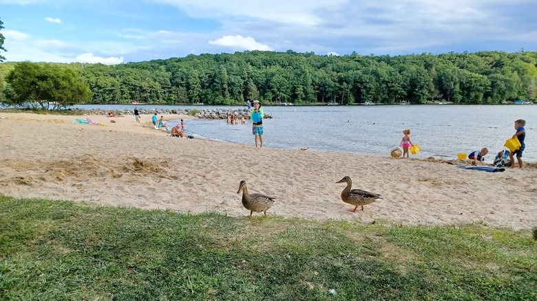 Two ducks walking and beachgoers playing on the sandy beach at Deep Creek Lake in Maryland, with woodlands in the distance