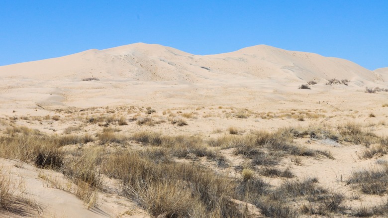 Dunes and plants in Kelso Dunes