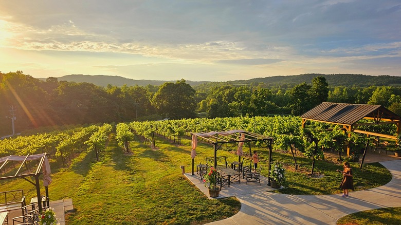A sloping vineyard hill at sunset with rows of vines, a small terrace, and a few people walking on paths through the grounds