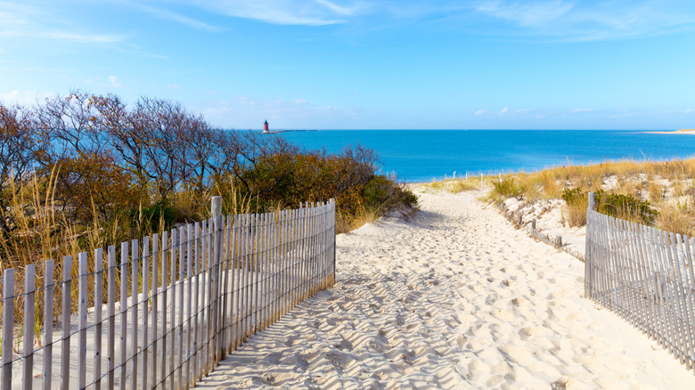 a white sandy path between shrubs leads to the beach and bright blue ocean at Cape Henlopen State Park near Lewes