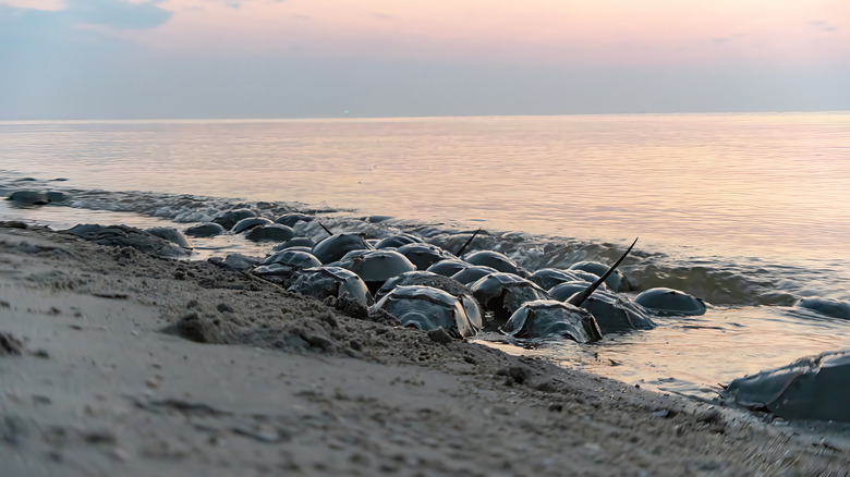 Horseshoe crabs clustered along beach