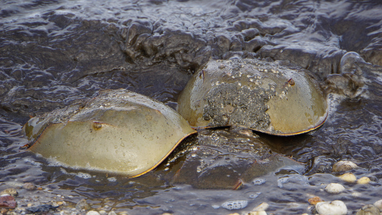 Horseshoe crabs at Kitts Hummock