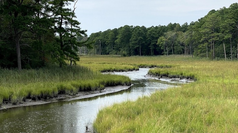 View of the wetlands off the Junction and Breakwater Trail in Delaware