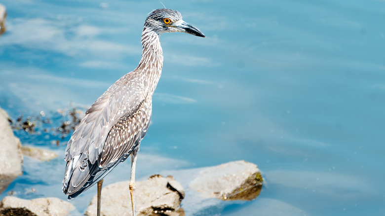 Wild bird on the shores of Burton Island, Delaware