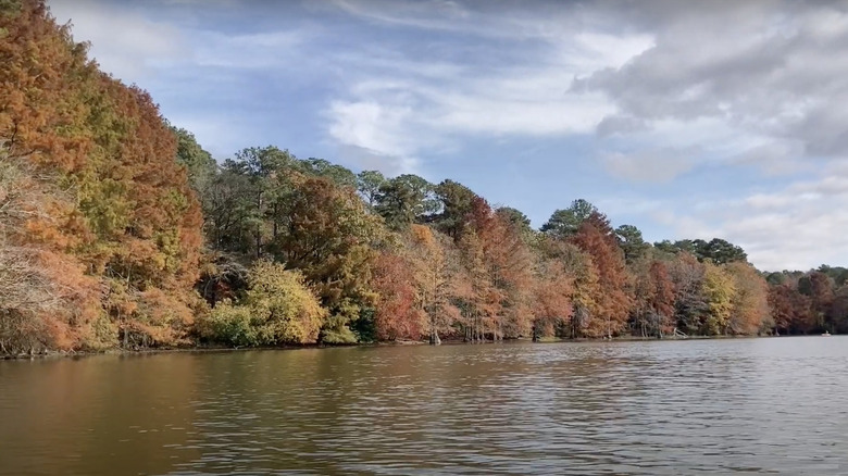 colorful trees over water under blue sky