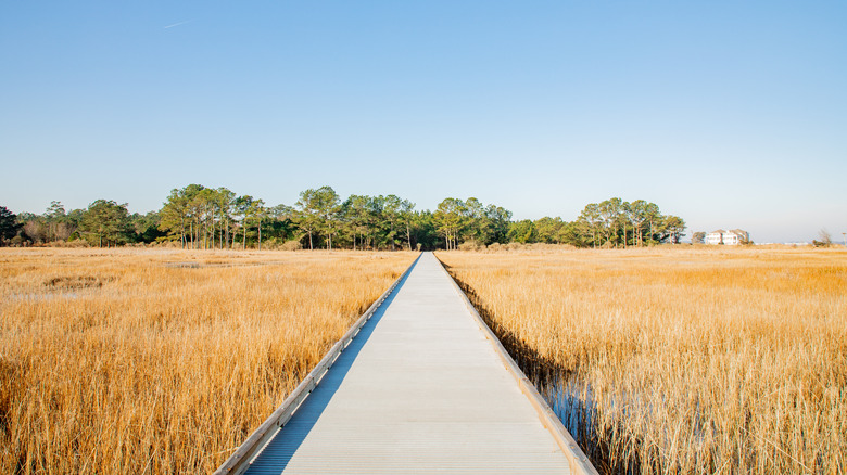 Trail going through grassy field at Holt's Landing State Park