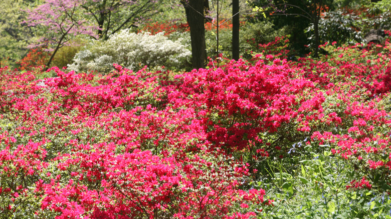 The gardens in bloom at Winterthur