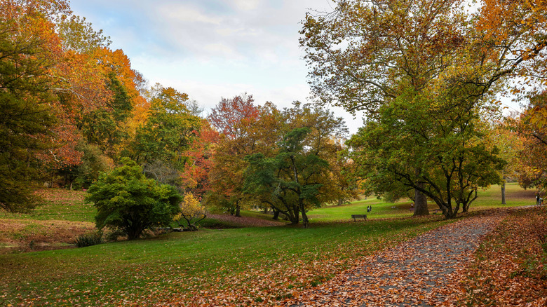 Foliage at Valley Garden Park in Greenville, Delaware