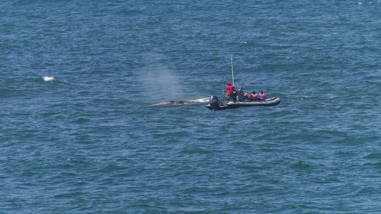 Whale watching on boat