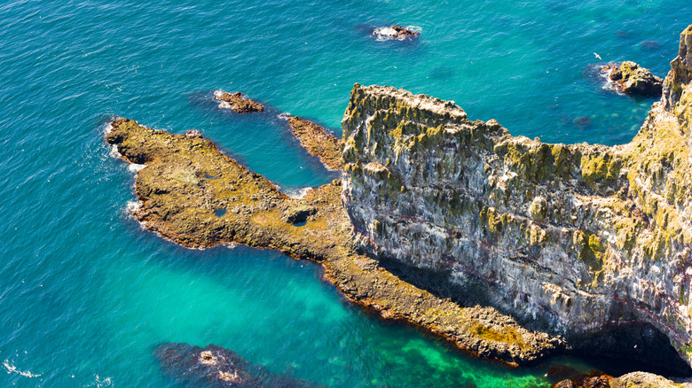 Bird cliffs of Látrabjarg, Iceland