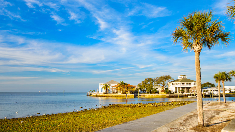 New Port Richey, Florida houses on the gulf shore with pine trees in the foreground