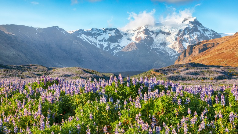 Blooms at Skaftafell National Park