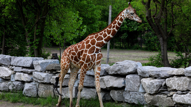 A giraffe at Detroit Zoo looking over a wall of stones.