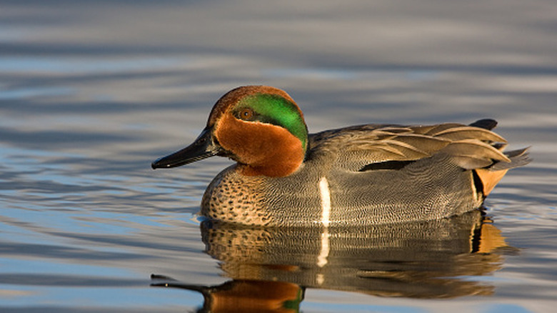 A green winged teal coasting along the water