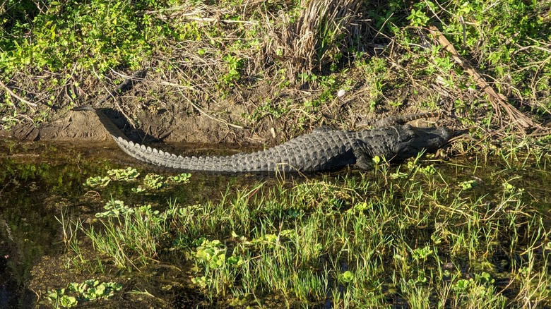 Alligator at Dinner Island Wildlife Management Area in Florida
