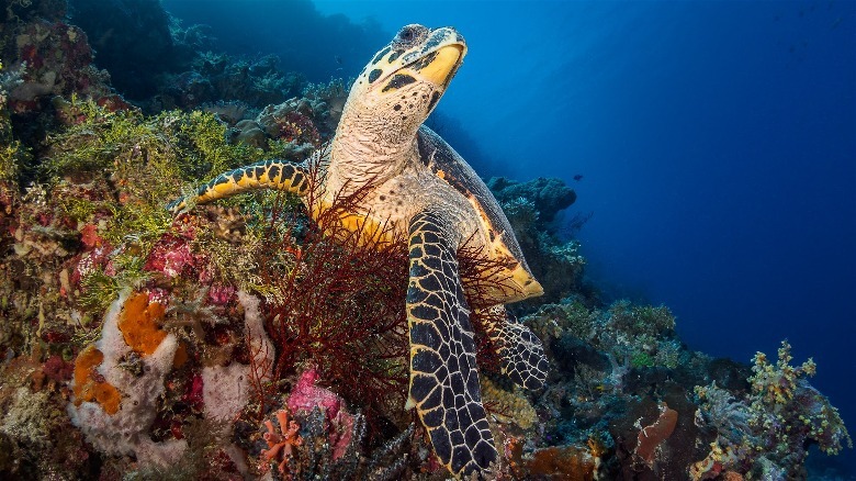 Sea turtle resting on colorful coral in the ocean