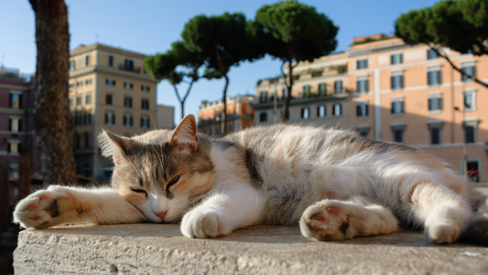 Discover Italy's Most Famous Cat Sanctuary At A Gorgeous Ancient Site ...