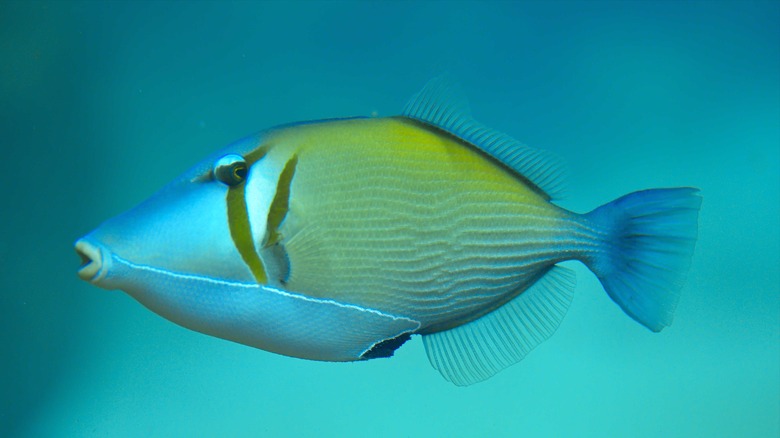 Hawaiian orange and blue triggerfish