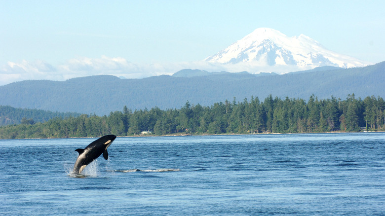 An orca jumping out of the water in Puget Sound