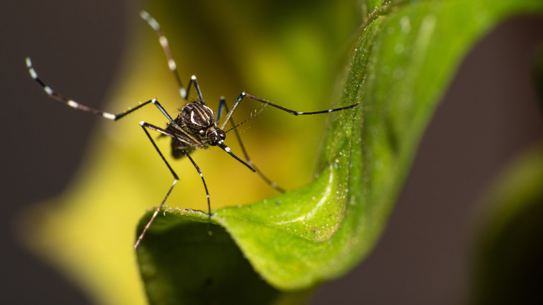 Close up of a mosquito on a plant