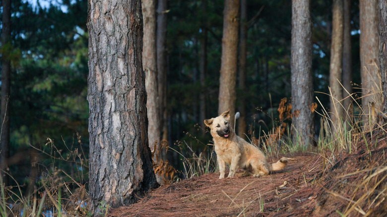 Dog sitting amidst trees in the forest