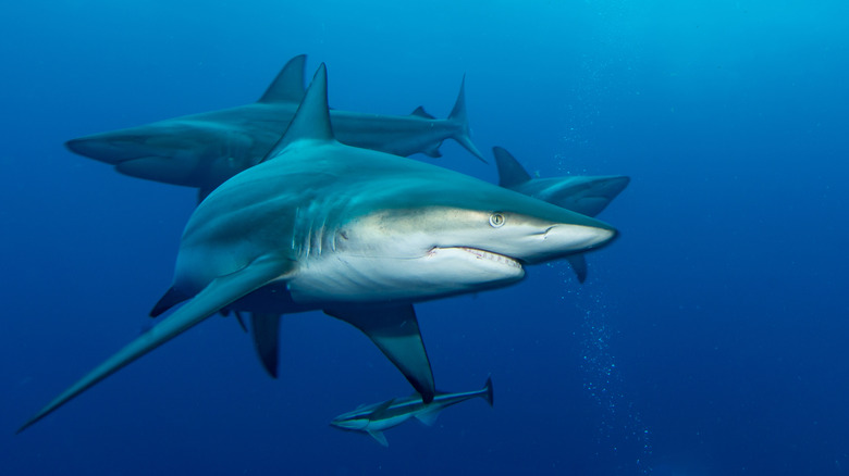 Three giant blacktip sharks swimming in the open ocean.