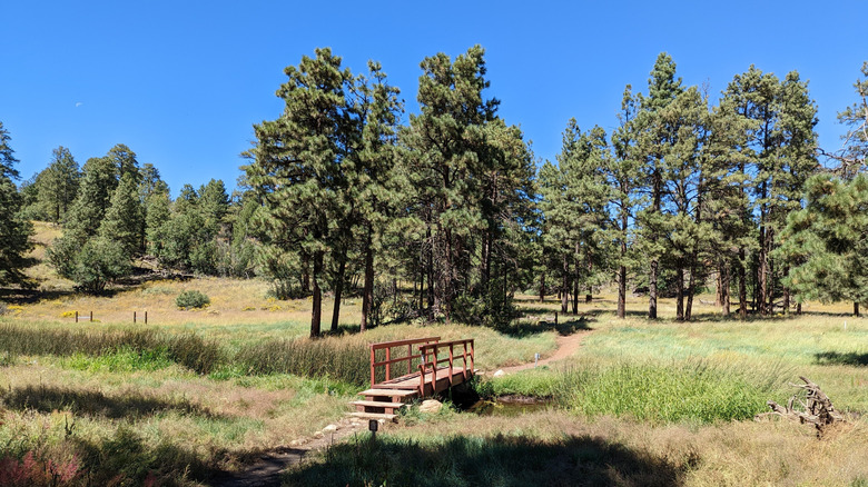 Trees and path at Picture Canyon Natural and Cultural Preserve in Arizona