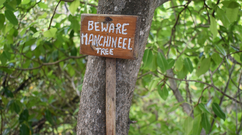 Sign warning about manchineel tree