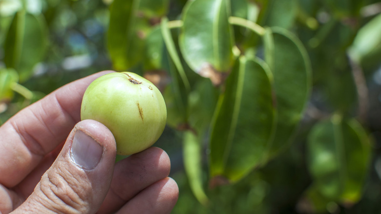 Close up of the poisonous Manchineel fruit