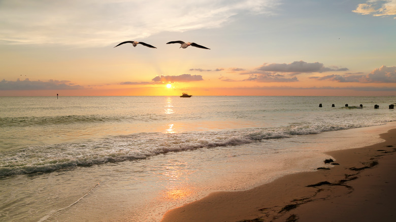 florida beach dawn gulls flying